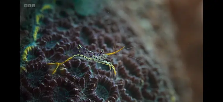 Degraves cleaner shrimp (Urocaridella degravei) as shown in Planet Earth III - Ocean